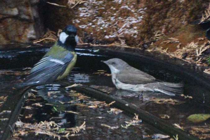 Klappergrasmücke  - Robert Kraska