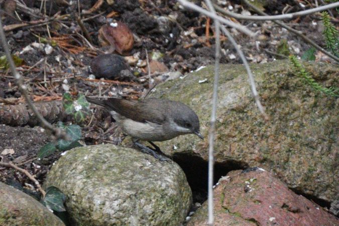 Fauvette babillarde  - Robert Kraska