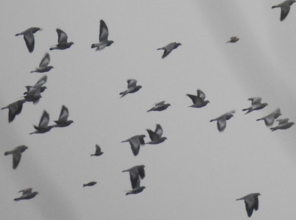 siniak  - Robert Wakulski