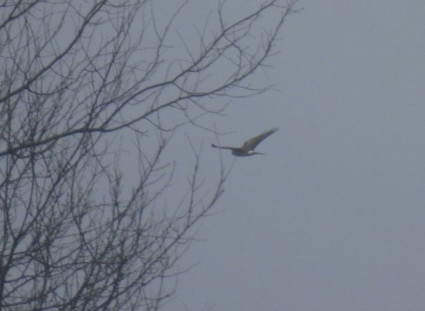 Hen Harrier  - Robert Wakulski