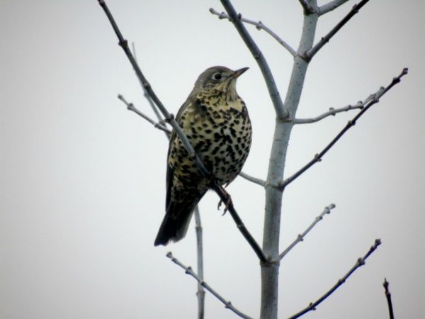 Misteldrossel  - Andrzej Tarasiuk