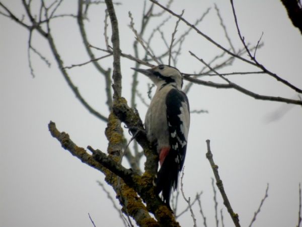 Blutspecht  - Andrzej Tarasiuk