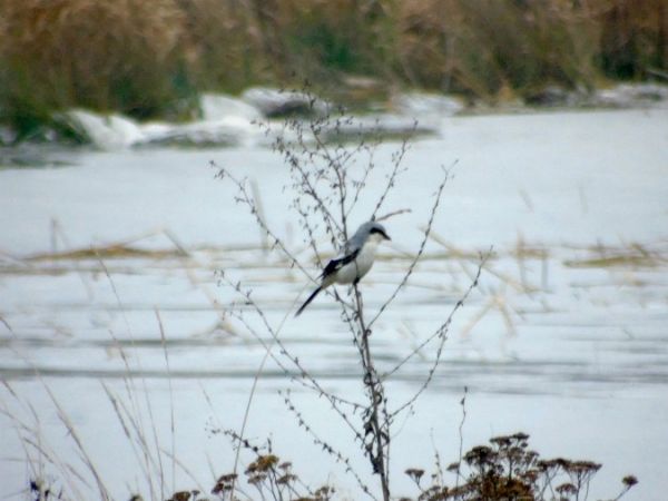 srokosz  - Andrzej Tarasiuk