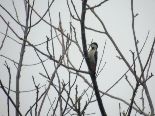 Pic syriaque  - Andrzej Tarasiuk