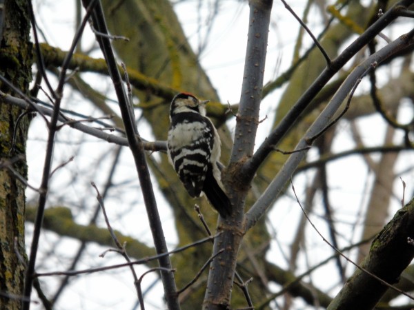 dzięciołek  - Andrzej Tarasiuk