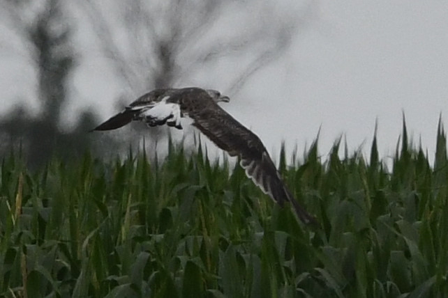 Goéland brun  - Marcin Sołowiej