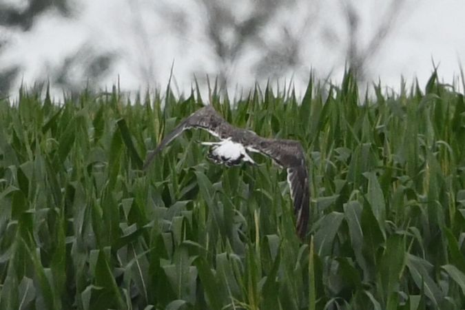 mewa żółtonoga  - Marcin Sołowiej