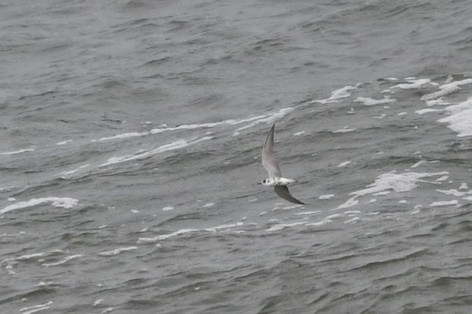 Trauerseeschwalbe  - Marcin Sołowiej