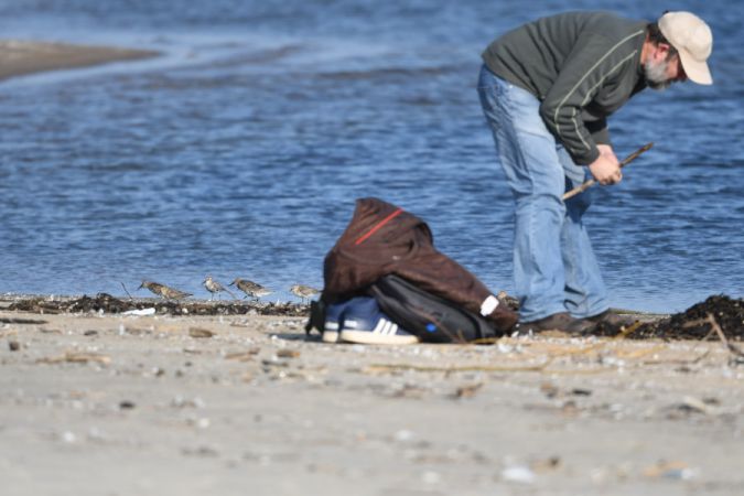 Alpenstrandläufer  - Marcin Sołowiej
