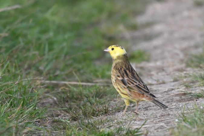 Yellowhammer  - Marcin Sołowiej