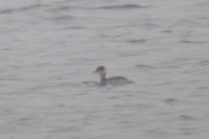 Grèbe à cou noir  - Marcin Sołowiej