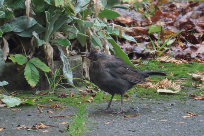 Amsel  - Marcin Sołowiej