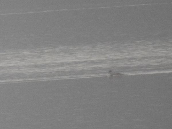 hełmiatka  - Szymon Sendera