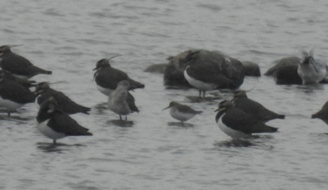 Kampfläufer  - Anna Włodarczak-Komosińska