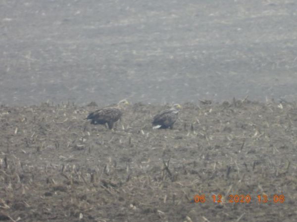 bielik  - Piotr Klukiewicz