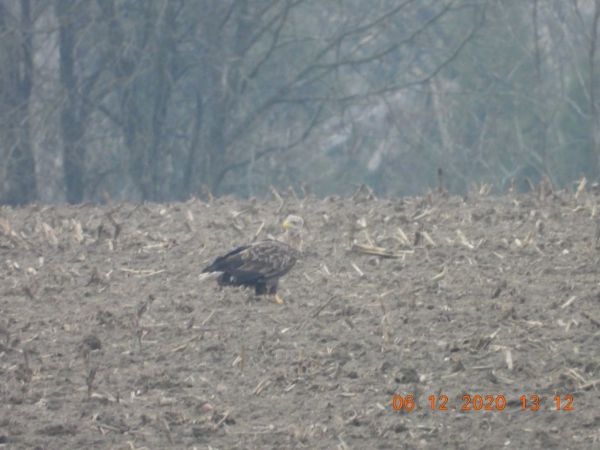 Pygargue à queue blanche  - Piotr Klukiewicz