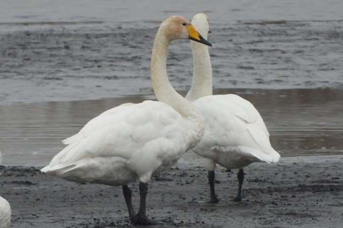 Whooper Swan  - Marek Karwowski