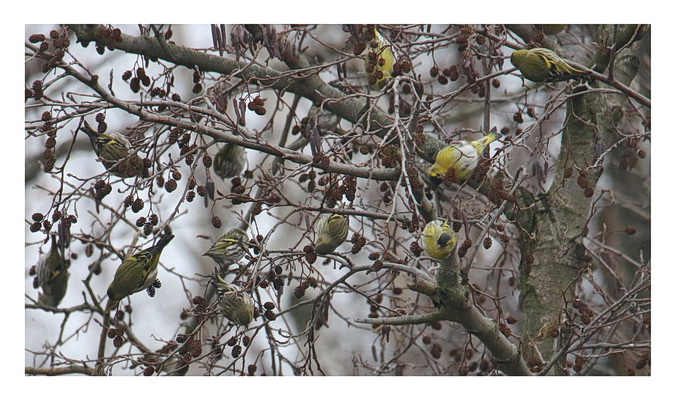 Eurasian Siskin 