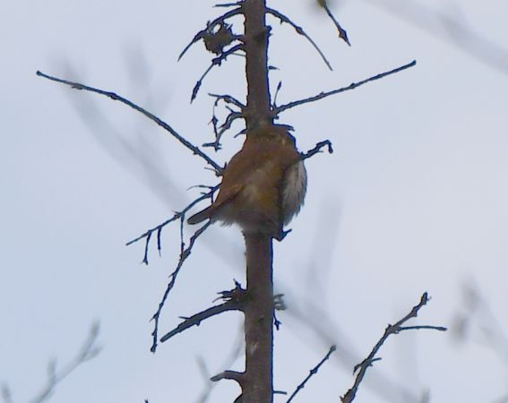 sóweczka 