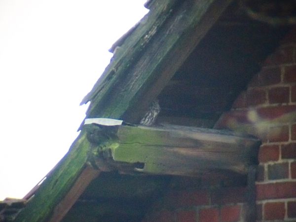 pójdźka  - Marcin Dec