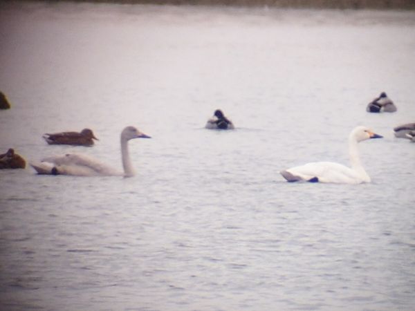Cygne de Bewick  - Marcin Dec