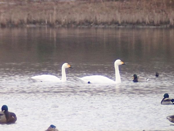 Zwergschwan  - Marcin Dec