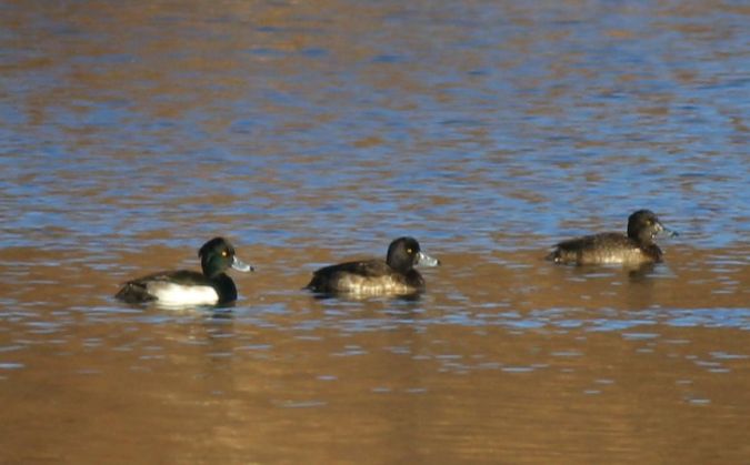 Reiherente  - Marcin Dec