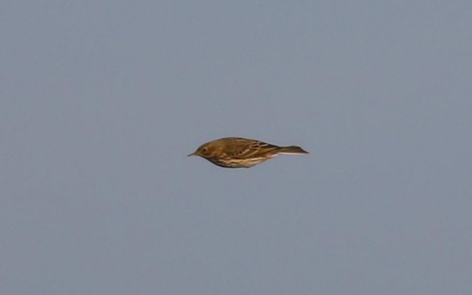 Pipit farlouse  - Marcin Dec