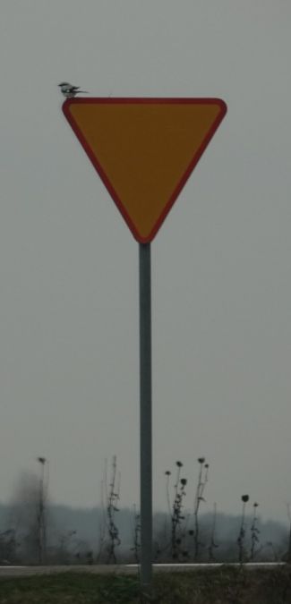 Raubwürger  - Monika Żochowska