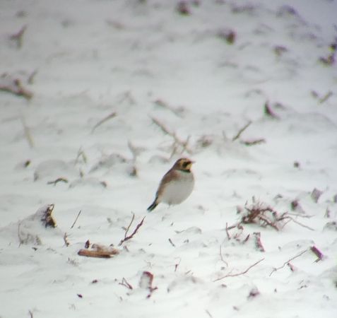 Alouette haussecol  - Monika Żochowska