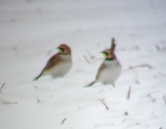 górniczek  - Monika Żochowska