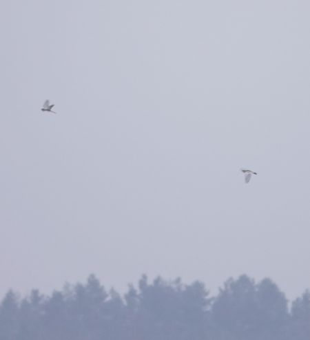 górniczek  - Monika Żochowska