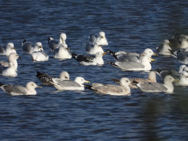 Heringsmöwe  - Jarosław Słowikowski