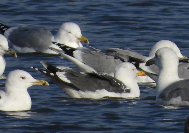 Goéland brun  - Jarosław Słowikowski