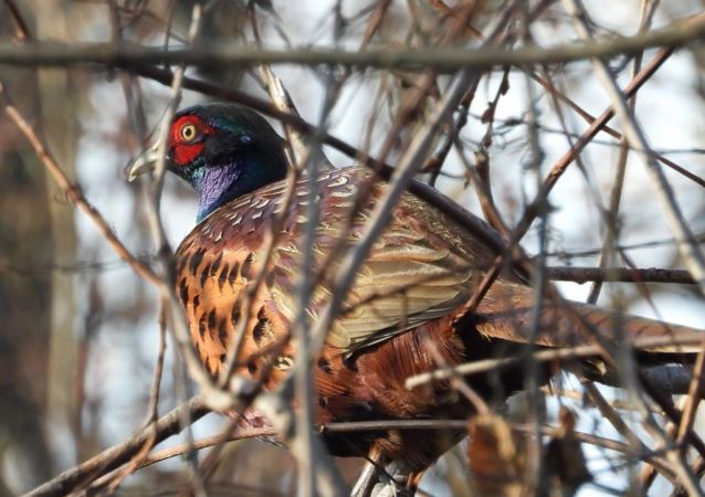 bażant  - Jarosław Słowikowski