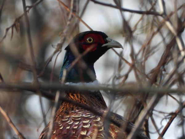 bażant  - Jarosław Słowikowski