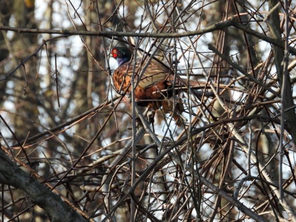 bażant  - Jarosław Słowikowski