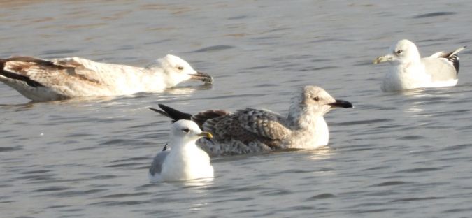 Goéland argenté  - Jarosław Słowikowski