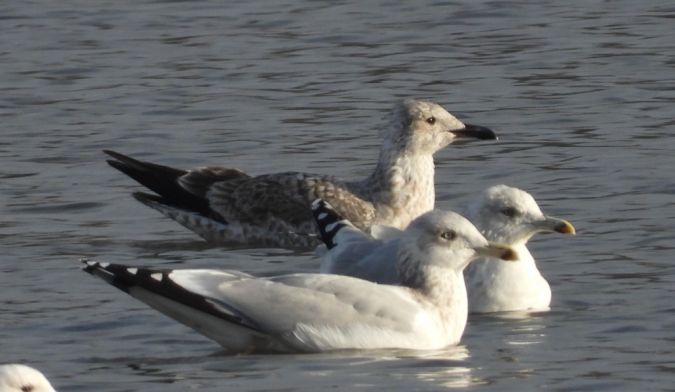 Goéland argenté  - Jarosław Słowikowski