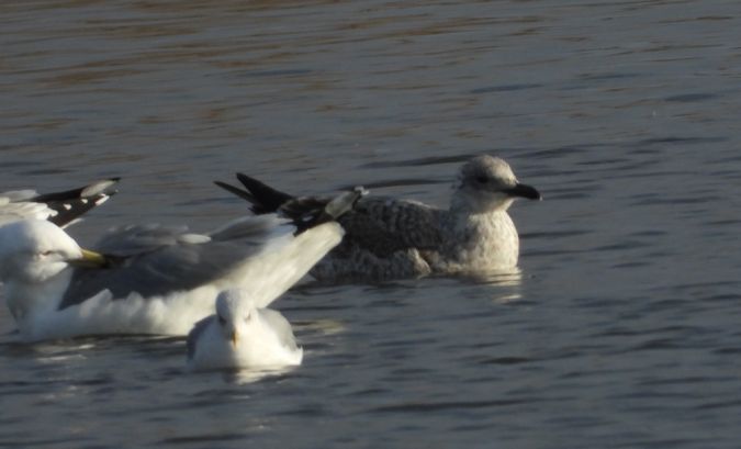 mewa srebrzysta  - Jarosław Słowikowski