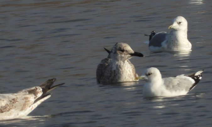 mewa srebrzysta  - Jarosław Słowikowski