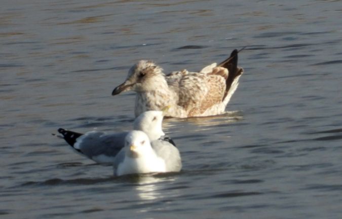 mewa srebrzysta  - Jarosław Słowikowski