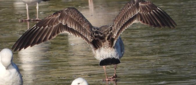 Steppenmöwe  - Jarosław Słowikowski