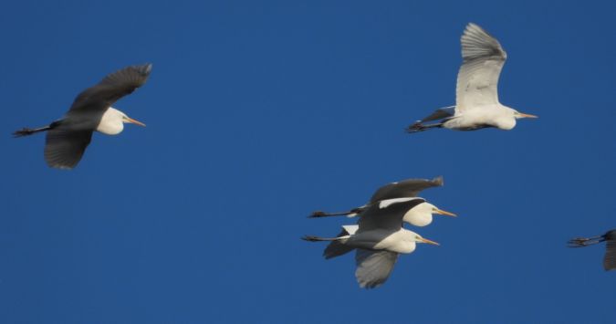 Grande Aigrette  - Jarosław Słowikowski