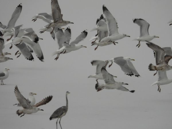 Grey Heron  - Jarosław Słowikowski