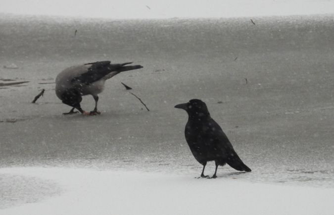 Corneille noire  - Jarosław Słowikowski