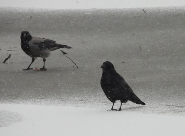 czarnowron  - Jarosław Słowikowski