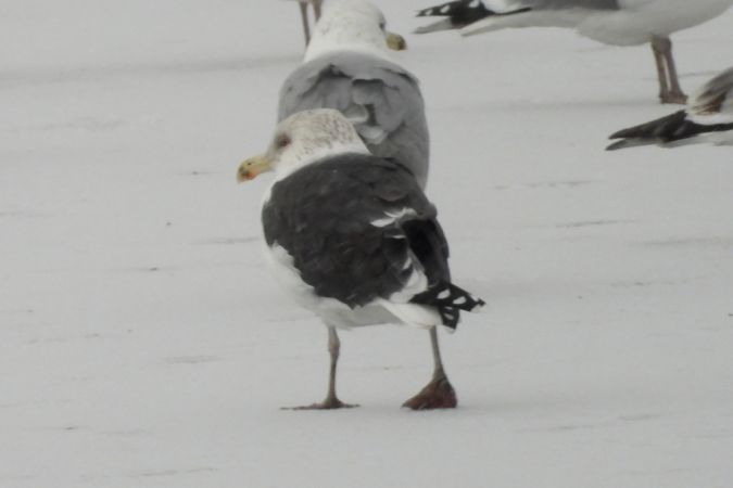 mewa siodłata  - Jarosław Słowikowski