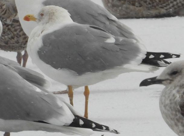 mewa romańska  - Jarosław Słowikowski