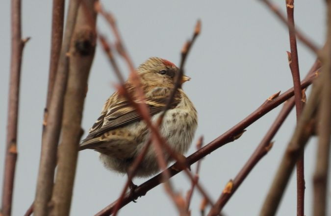czeczotka  - Jarosław Słowikowski